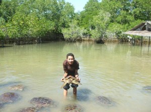 Pulau Penyu